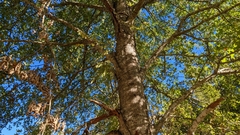 Quercus shumardii