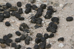 Boselaphus tragocamelus