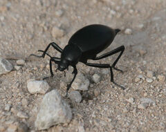 Eleodes spinipes ventricosus