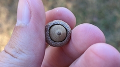 Quercus shumardii