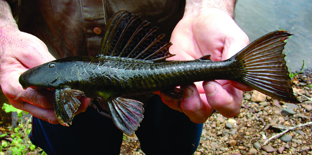 Stream Black Pleco