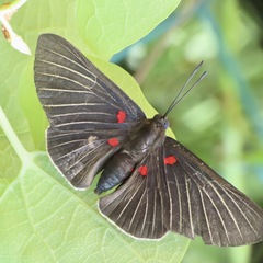 Melanis cephise