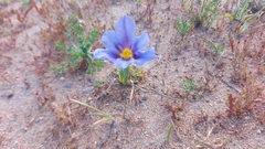 Calydorea xiphioides