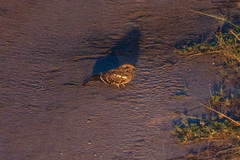 Caprimulgidae