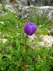 Anemone coronaria