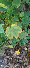Acer platanoides