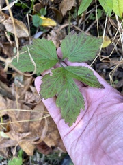 Geum