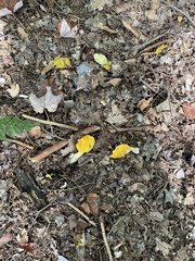 Amanita flavoconia