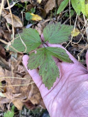 Geum