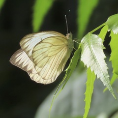 Ascia monuste monuste