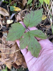 Geum