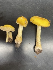 Amanita flavoconia