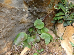 Umbilicus horizontalis