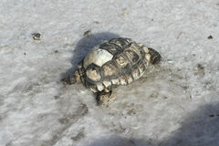 Gopherus berlandieri