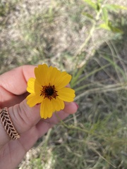 Thelesperma filifolium
