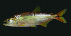 Oligosarcus longirostris