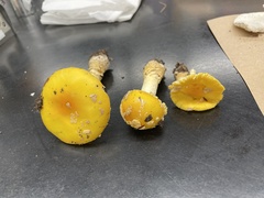 Amanita flavoconia
