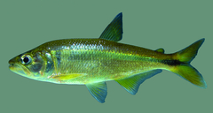 Oligosarcus paranensis