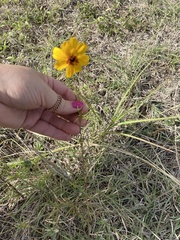 Thelesperma filifolium