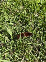 Pyrrharctia isabella
