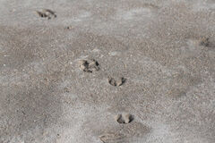 Boselaphus tragocamelus