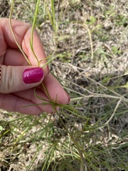 Thelesperma filifolium