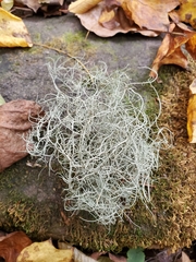 Usnea subfloridana