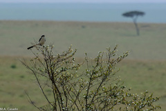 Lanius excubitoroides