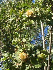 Quercus ithaburensis