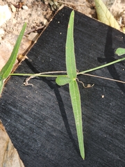 Passiflora tenuiloba
