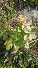 Hylotelephium maximum