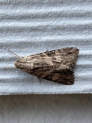Melipotis jucunda