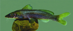 Rhamdella cainguae