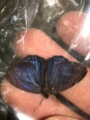 Chloreuptychia agatha