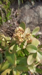 Hylotelephium maximum