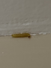 Plodia interpunctella