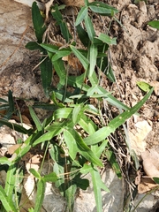 Passiflora tenuiloba