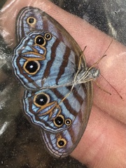 Chloreuptychia agatha