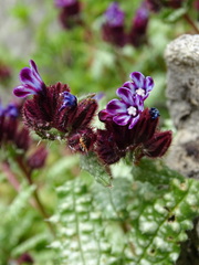 Anchusa variegata
