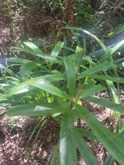 Myrsine salicina