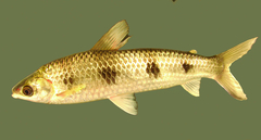 Schizodon borellii
