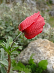 Anemone coronaria