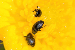 Astylogethes substrigosus