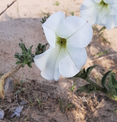 Petunia axillaris