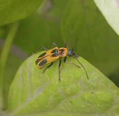 Chauliognathus scutellaris