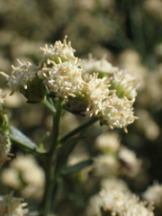 Baccharis salicina