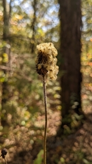 Anemone virginiana