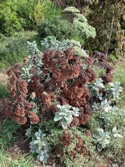 Eriogonum giganteum