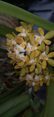 Gastrochilus dasypogon, 2019-12-20