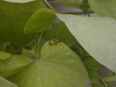 Chauliognathus scutellaris